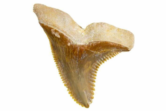 Large, Fossil Shark Tooth (Hemipristis) - Bone Valley, Florida #299458